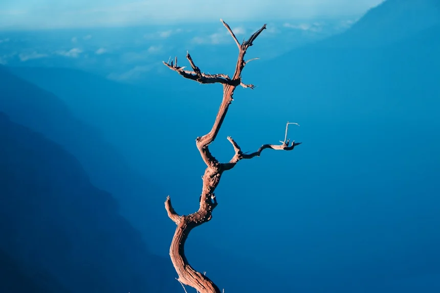 Branch